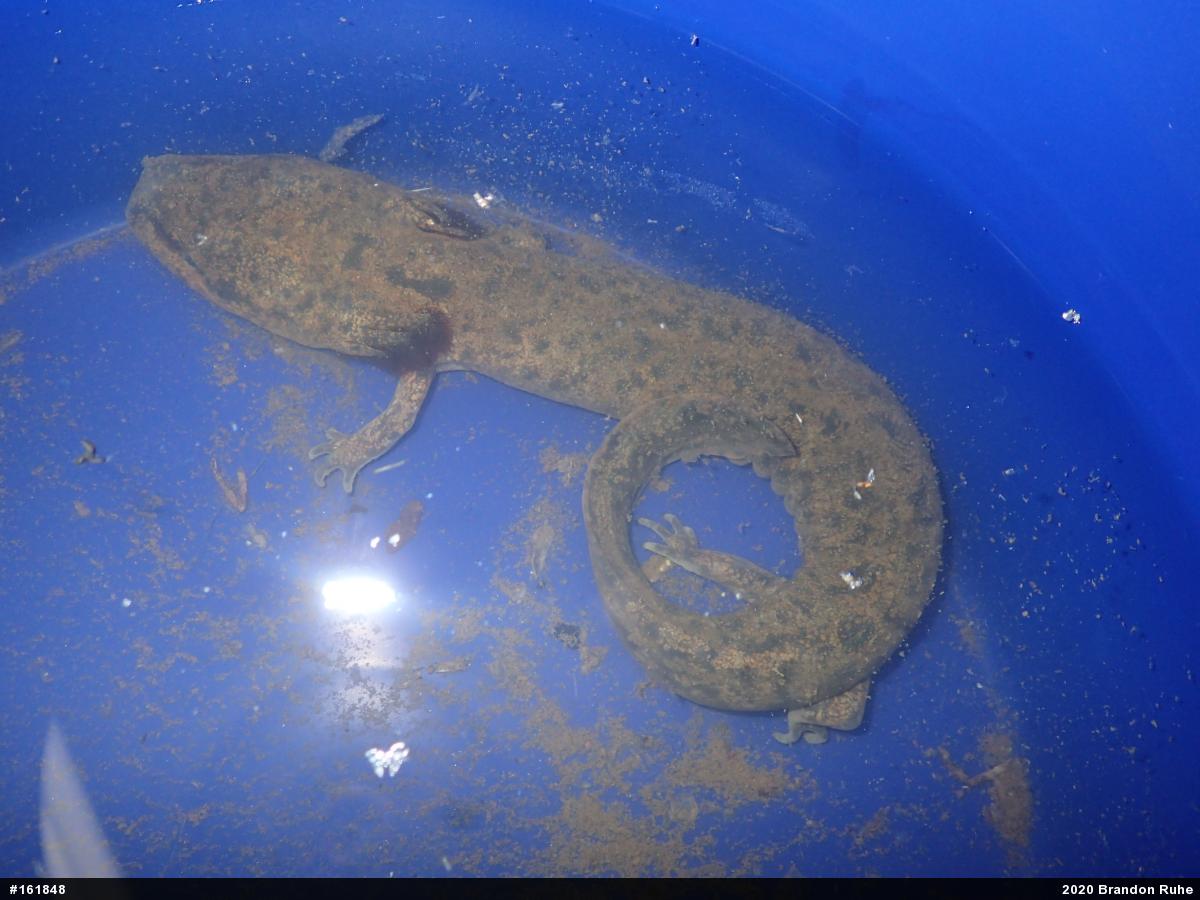 Common Mudpuppy