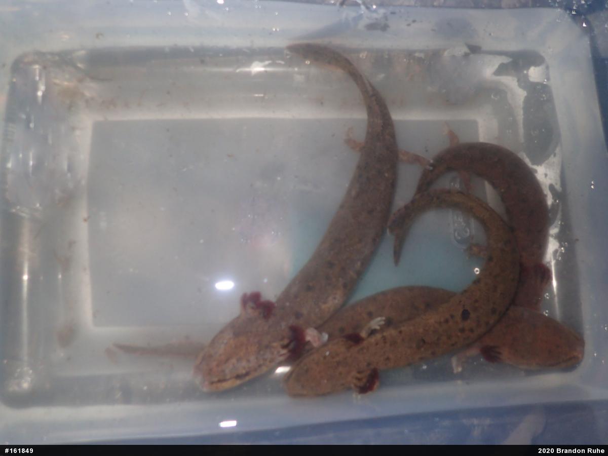Common Mudpuppy