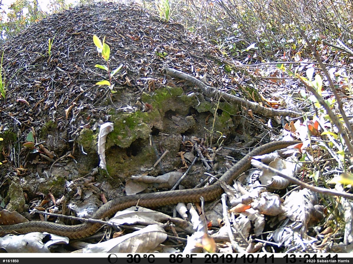 Eastern Gartersnake