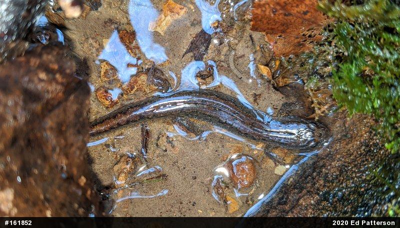 Northern Dusky Salamander