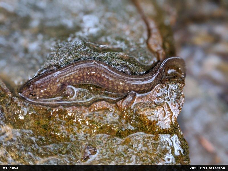 Northern Spring Salamander
