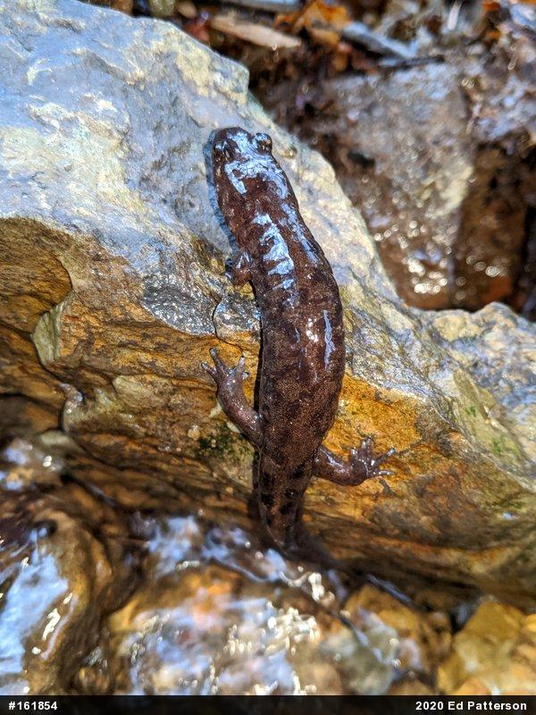 Seal Salamander