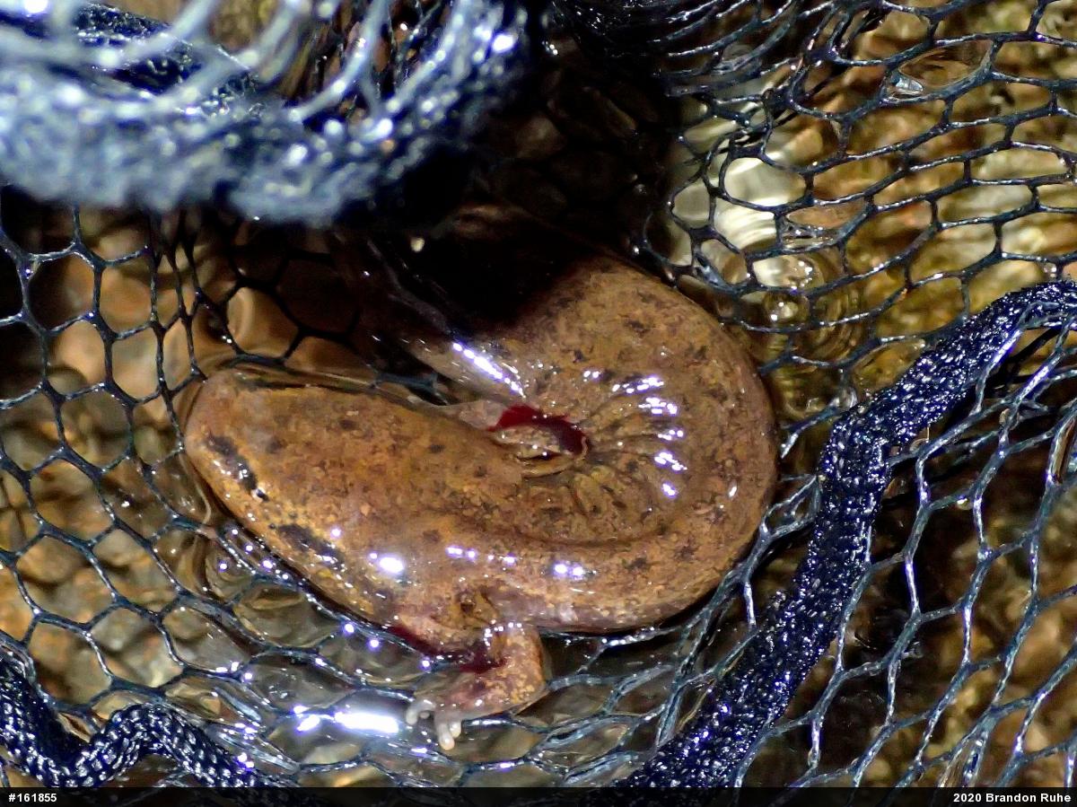 Common Mudpuppy