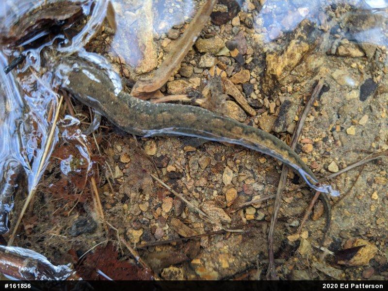 Northern Dusky Salamander