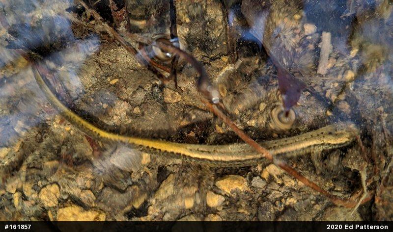 Northern Two-lined Salamander