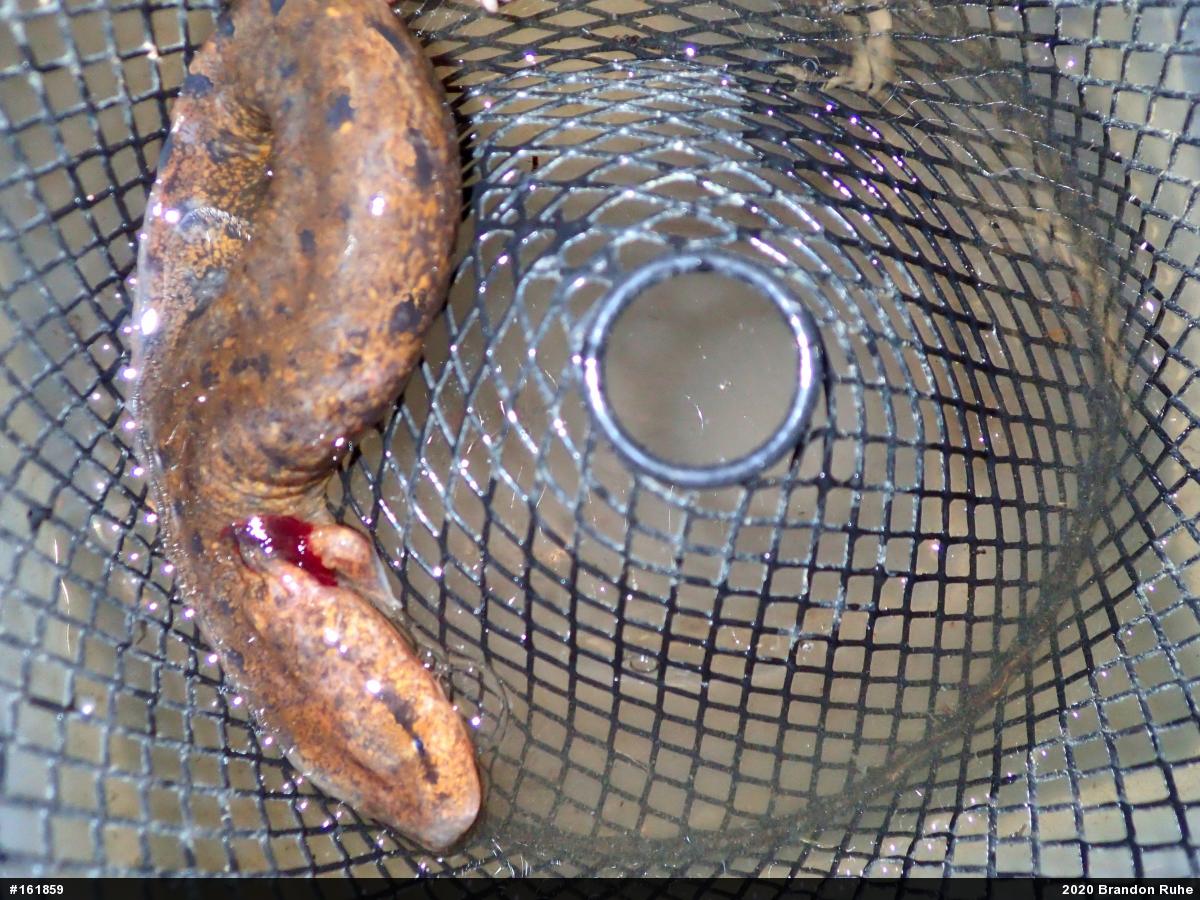 Common Mudpuppy