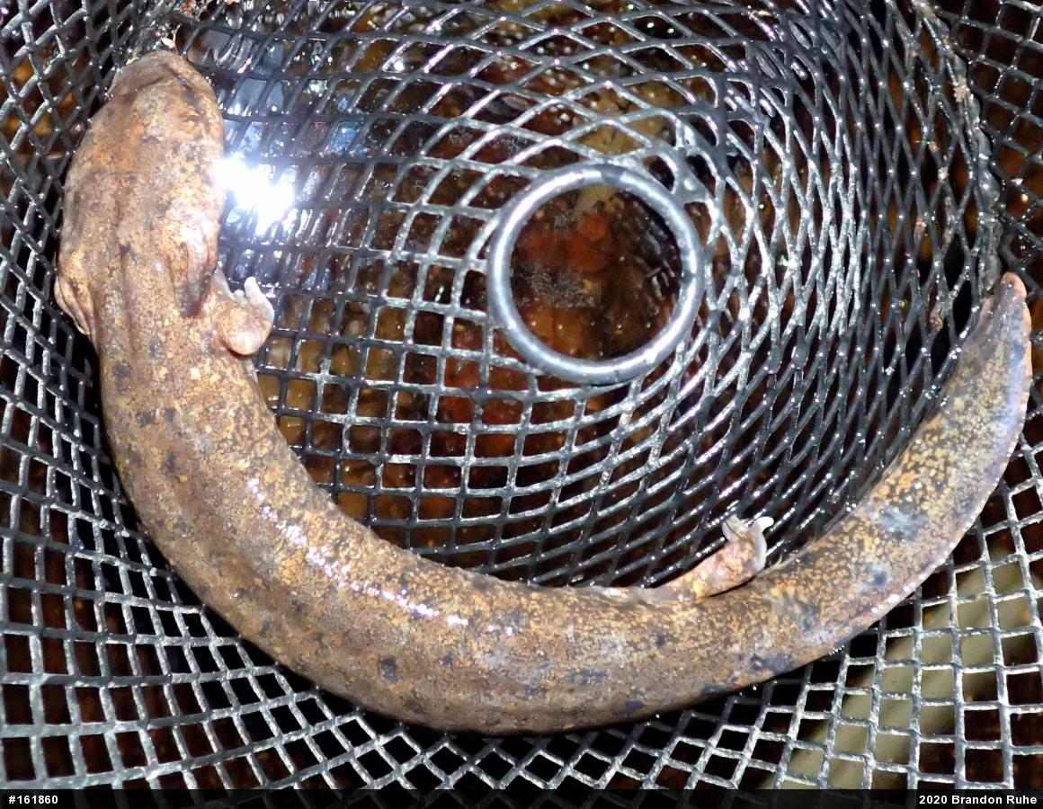 Common Mudpuppy