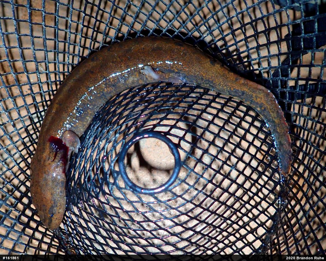 Common Mudpuppy