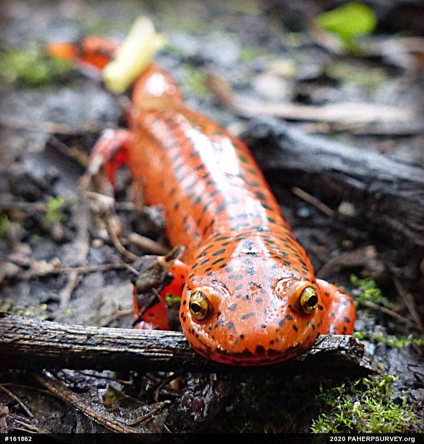 Northern Red Salamander