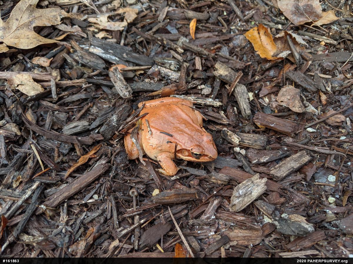 Wood Frog