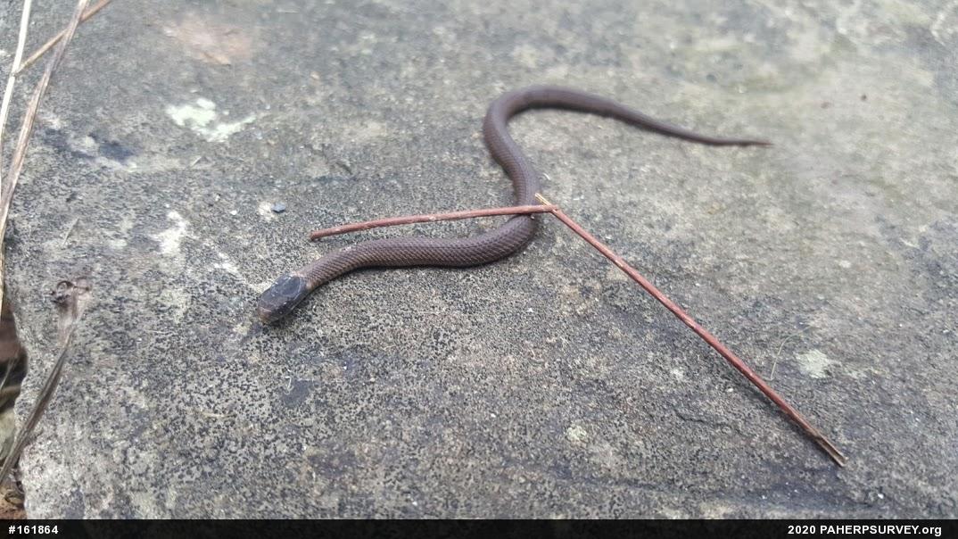 Red-bellied Snake