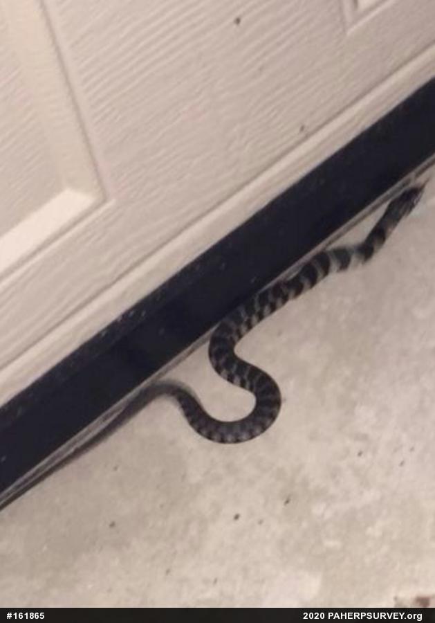 Northern Watersnake