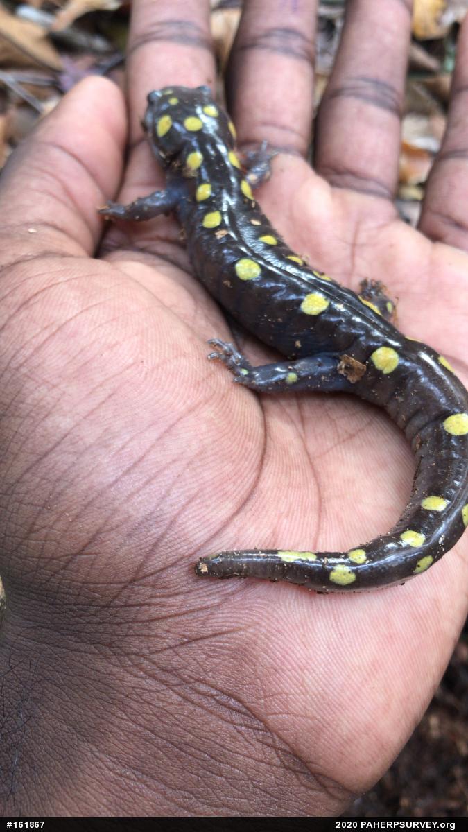 Spotted Salamander