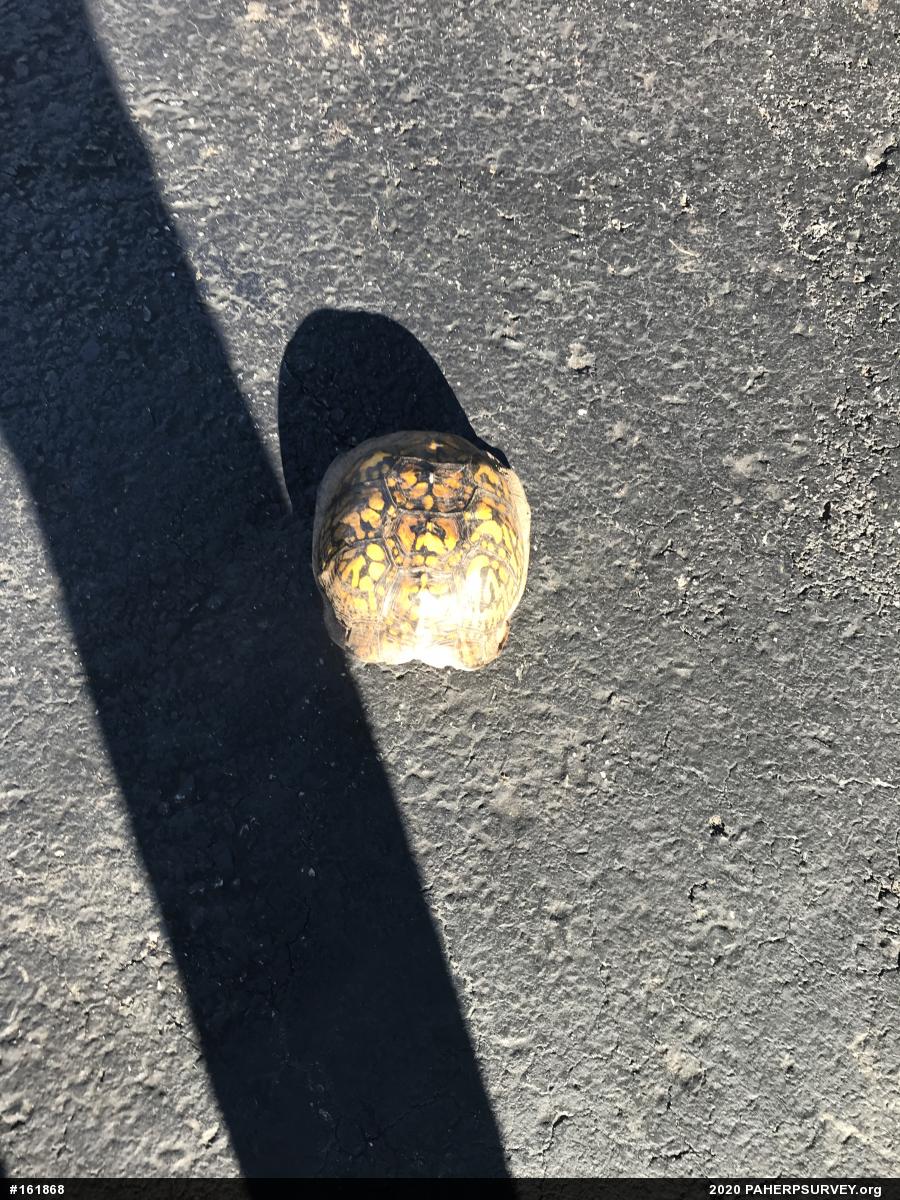Eastern Box Turtle