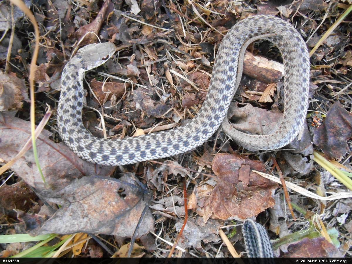Eastern Gartersnake