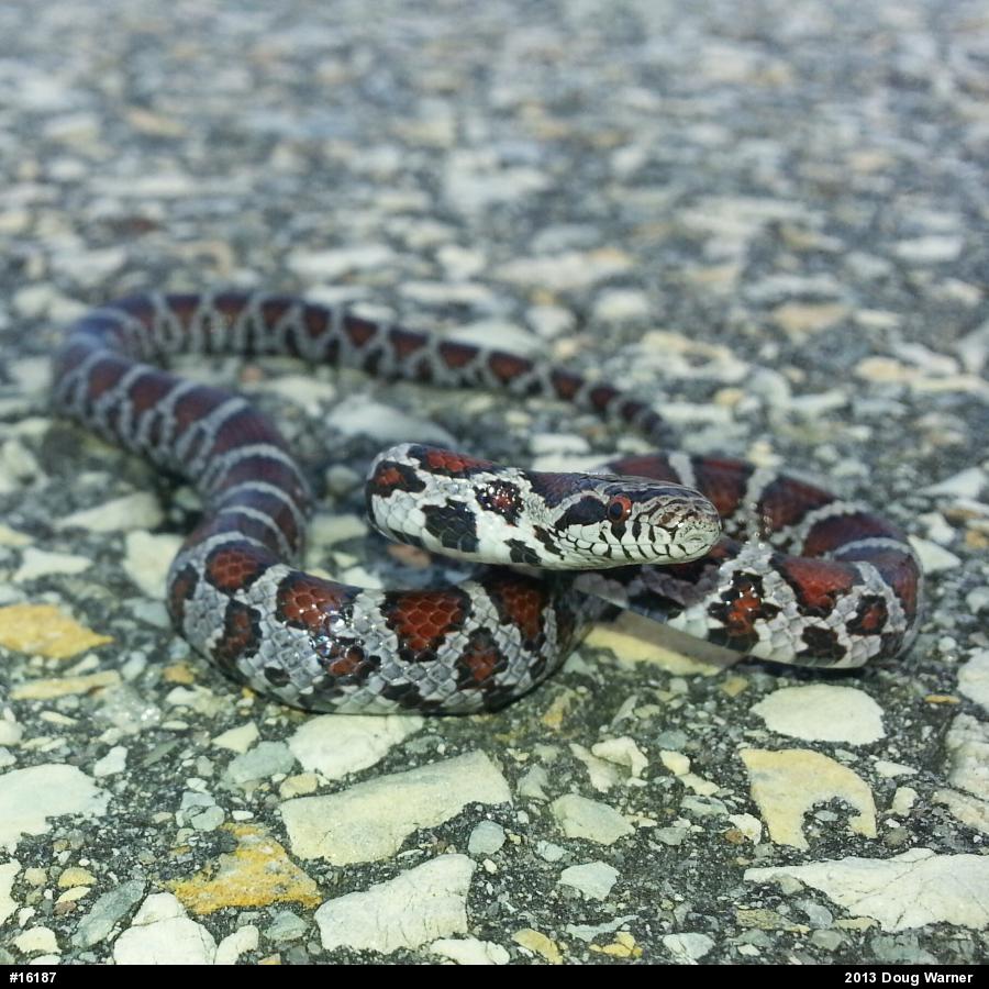 Eastern Milksnake