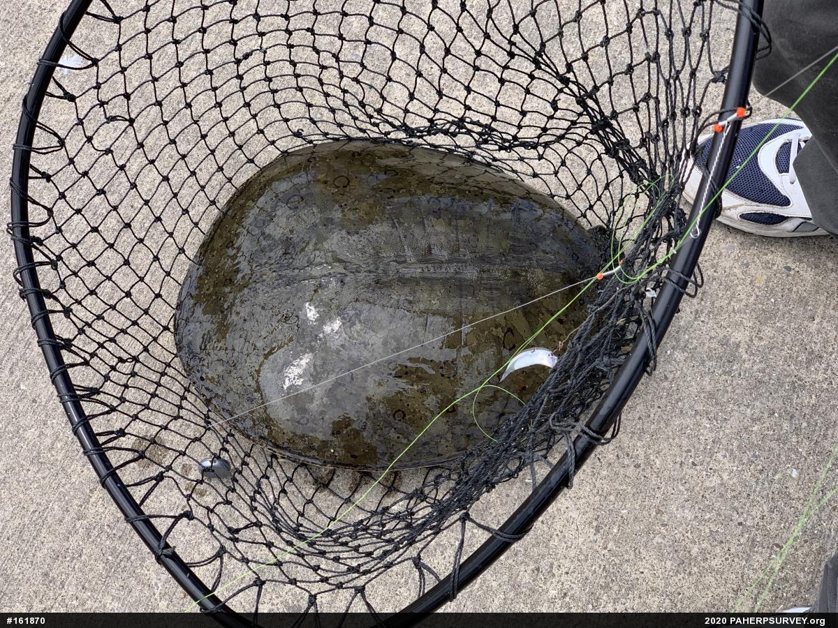 Eastern Spiny Softshell