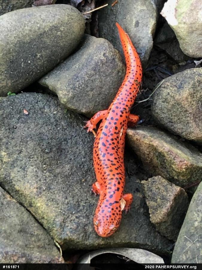 Northern Red Salamander