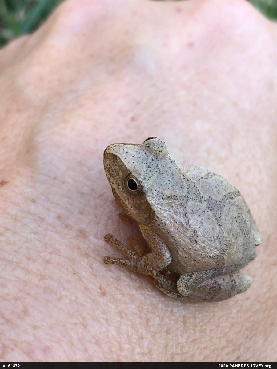 Spring Peeper