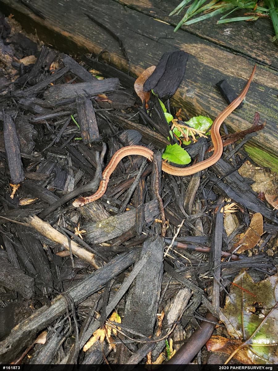Dekay's Brownsnake