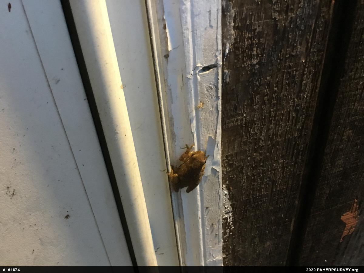 Spring Peeper