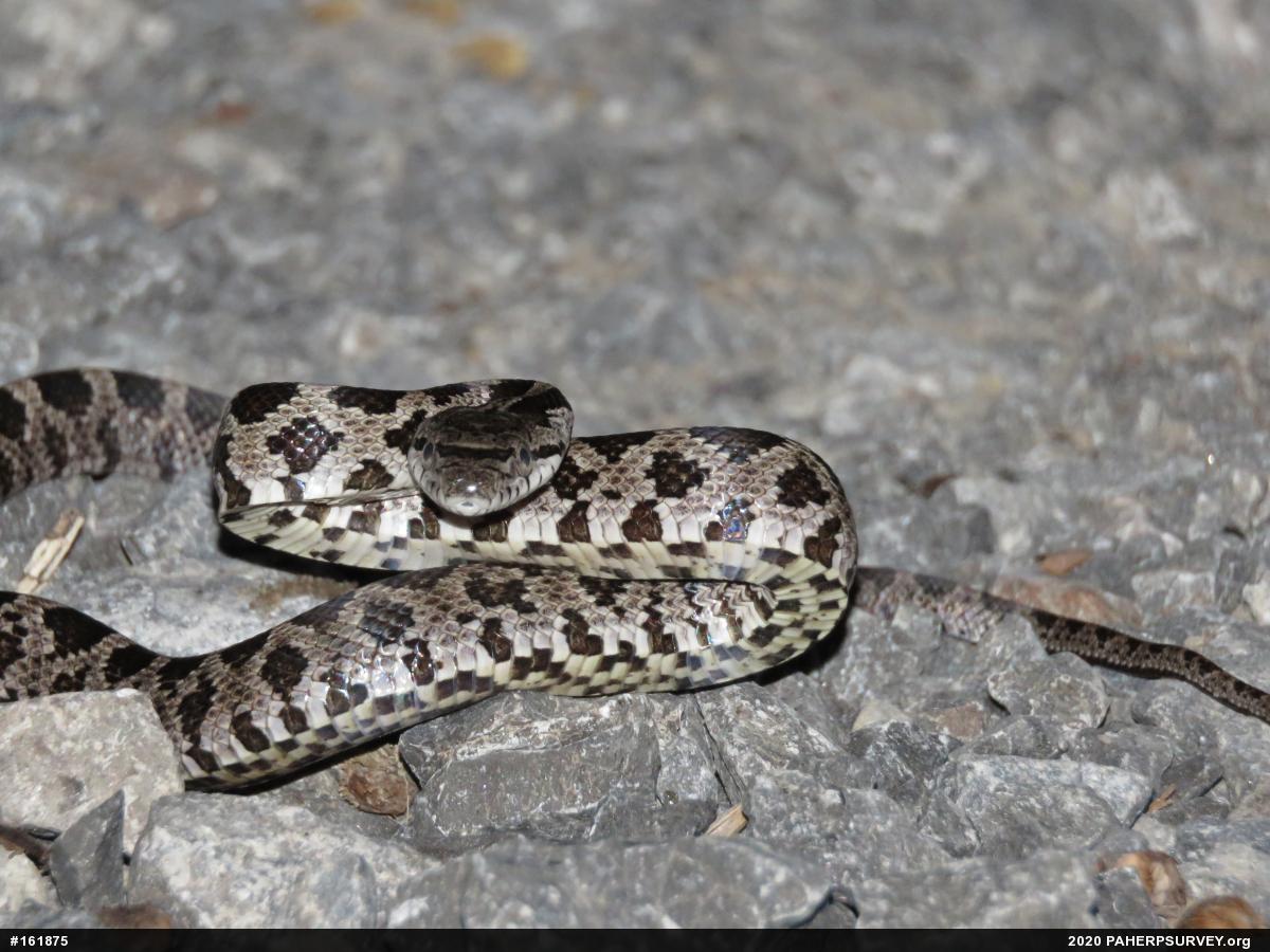Eastern Ratsnake