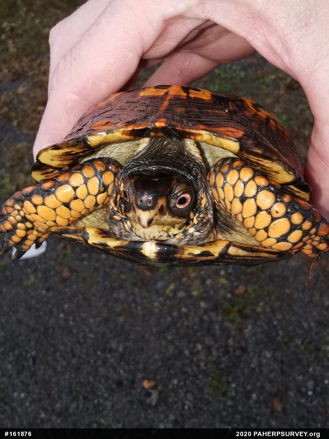 Eastern Box Turtle