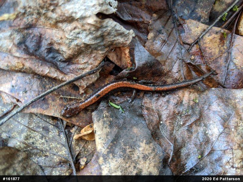 Eastern Red-backed  Salamander