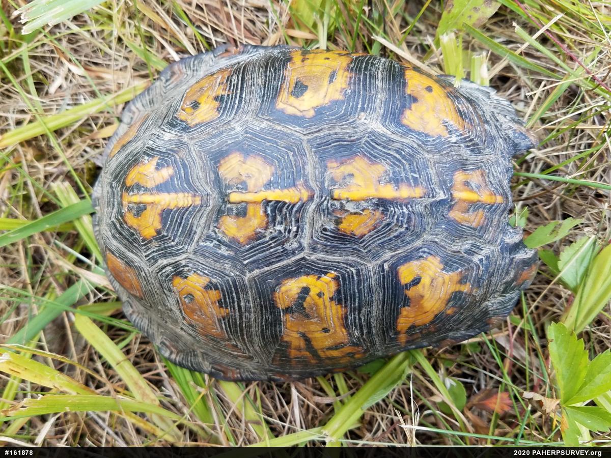 Eastern Box Turtle