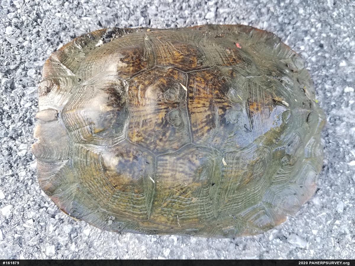 Wood Turtle