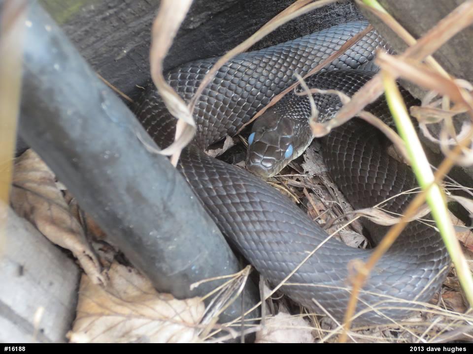 Eastern Ratsnake