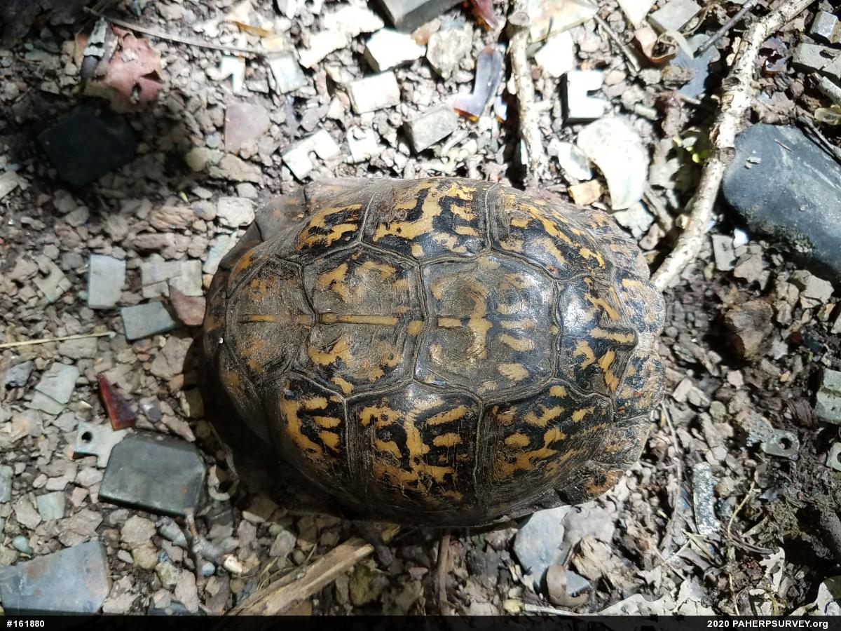 Eastern Box Turtle