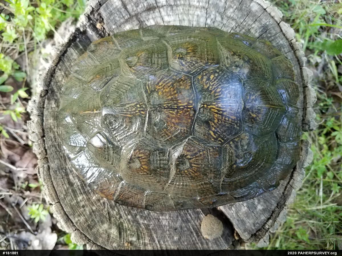Wood Turtle