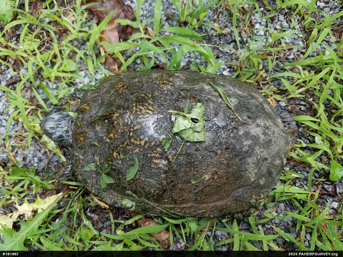 Wood Turtle