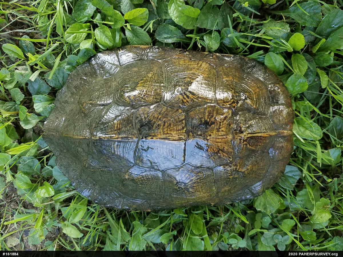 Wood Turtle