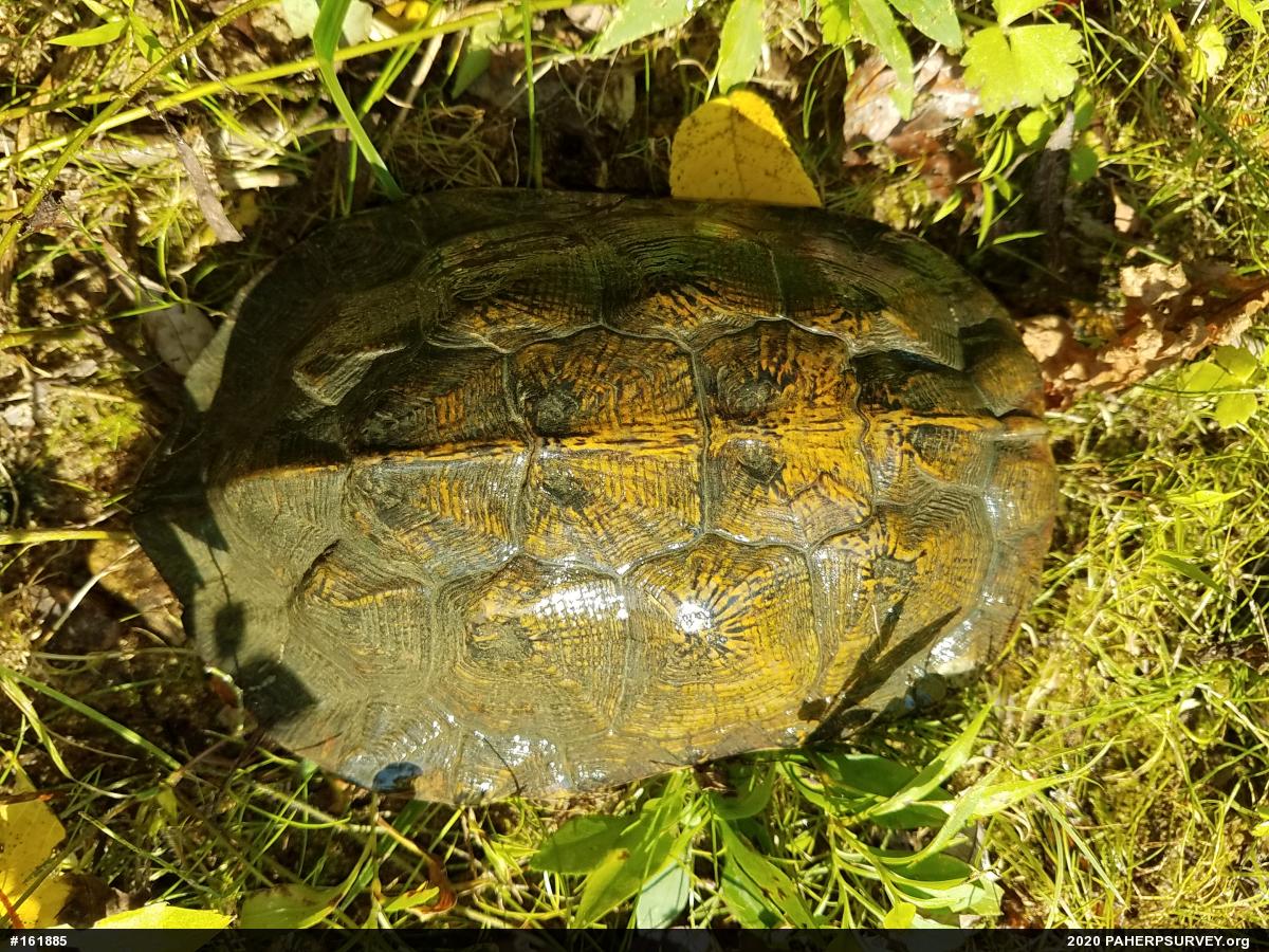 Wood Turtle