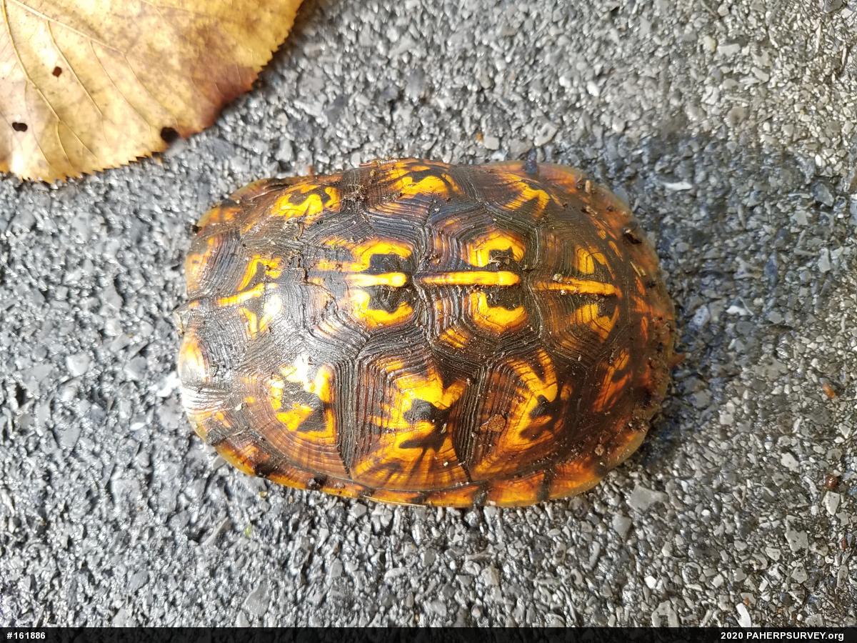 Eastern Box Turtle