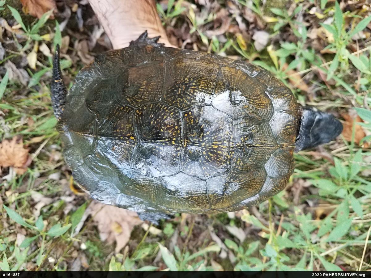 Wood Turtle