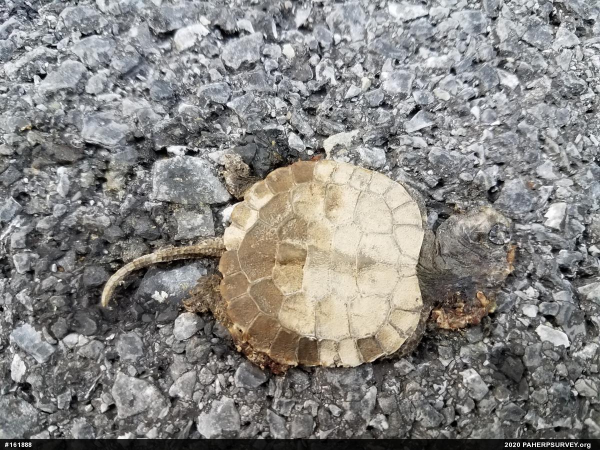 Wood Turtle