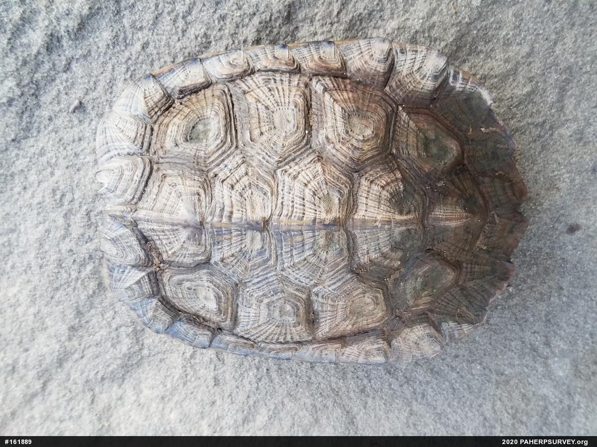 Wood Turtle
