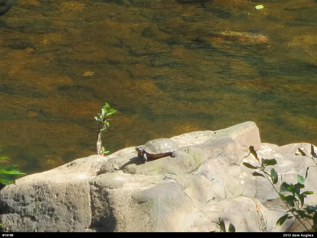 Wood Turtle