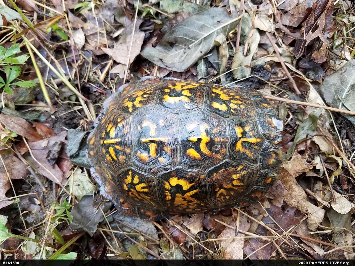 Eastern Box Turtle