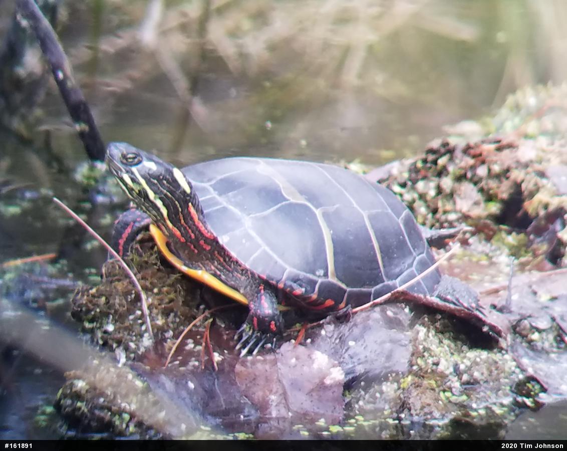 Eastern Painted Turtle