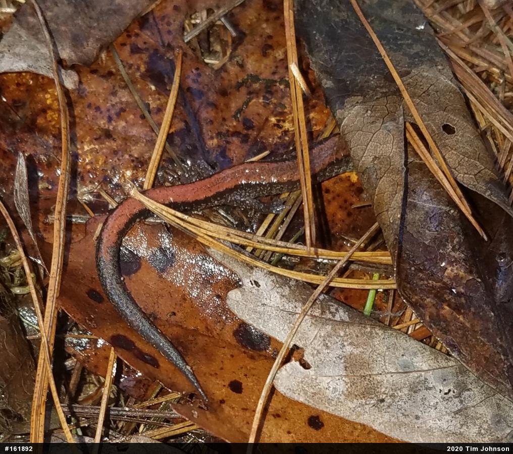 Eastern Red-backed  Salamander