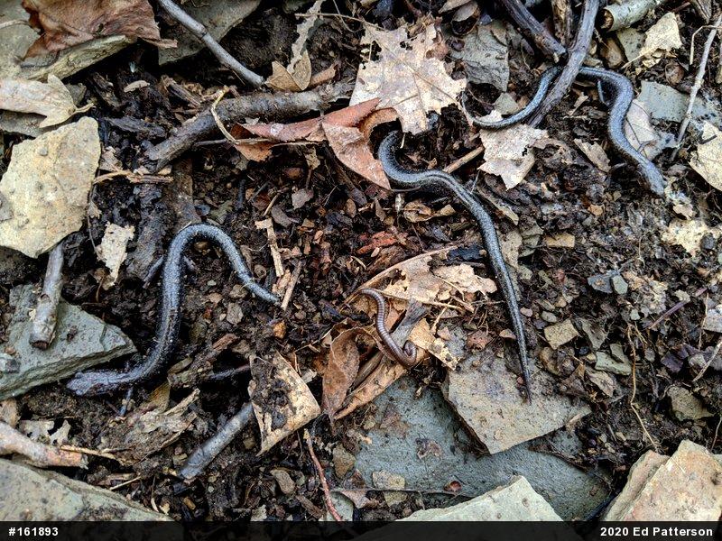 Valley And Ridge Salamander