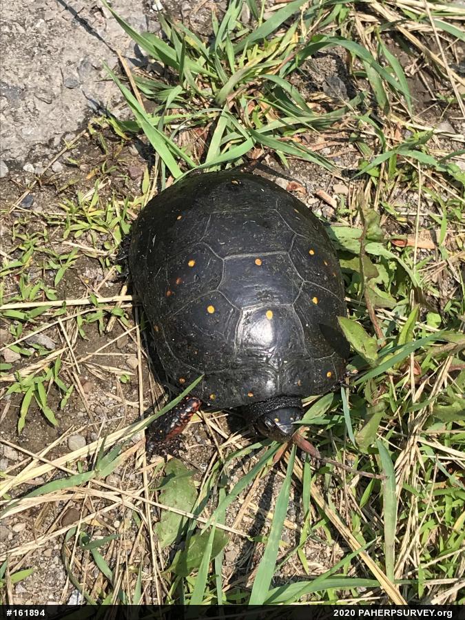 Spotted Turtle