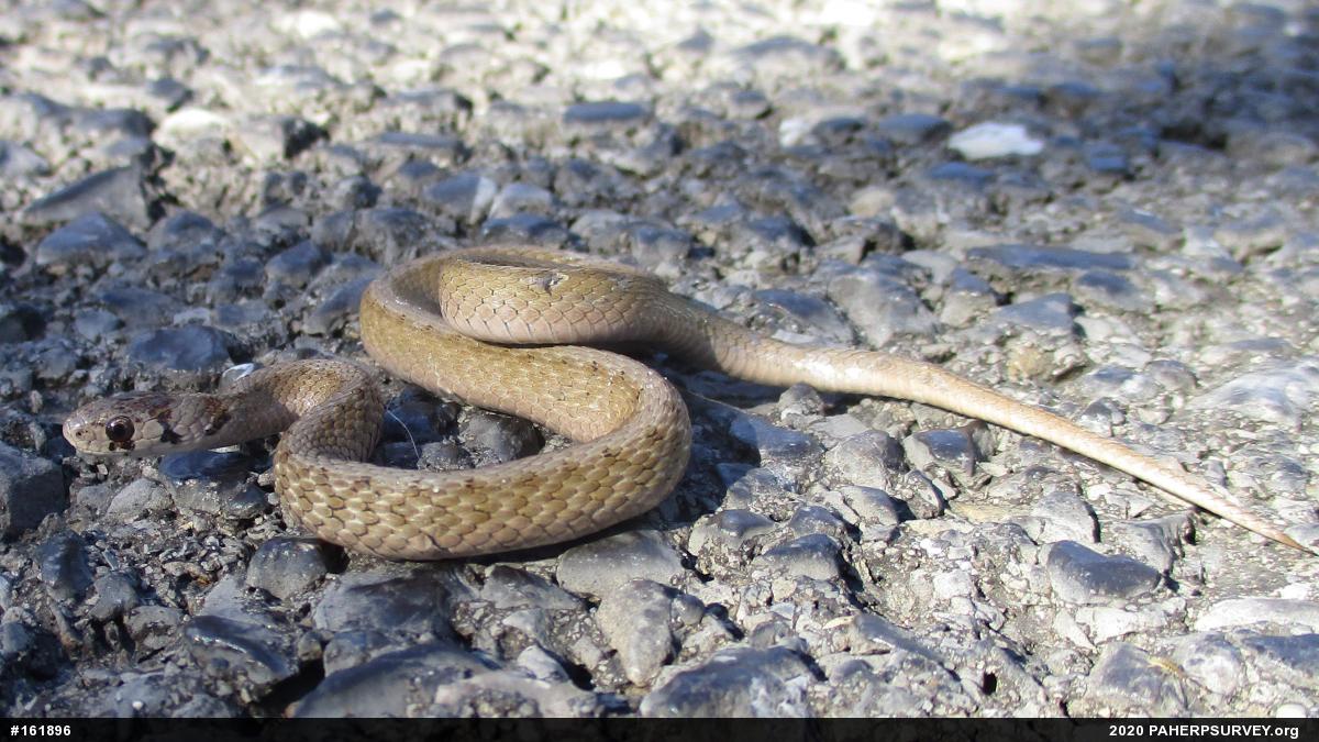 Dekay's Brownsnake