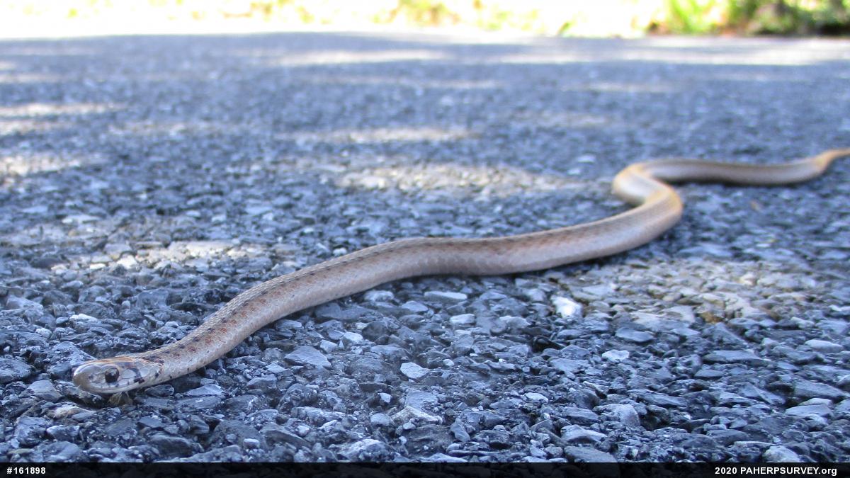 Dekay's Brownsnake