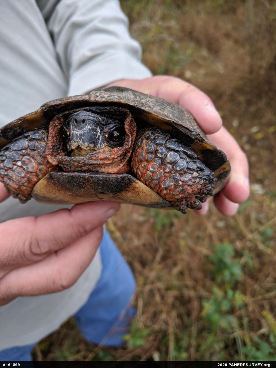 Wood Turtle