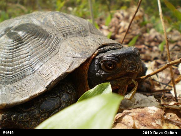 Wood Turtle
